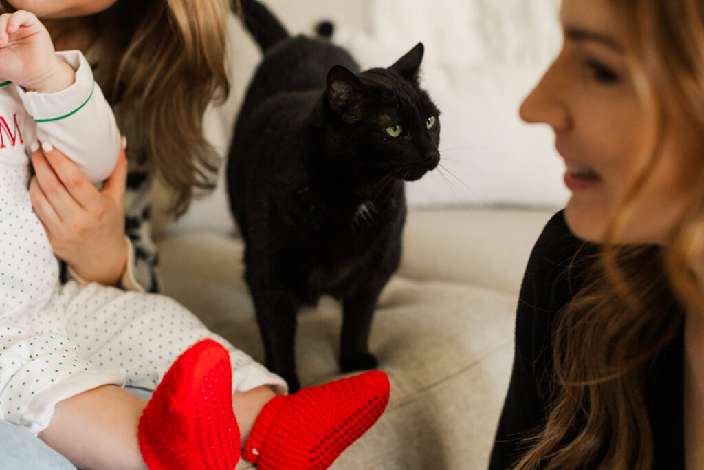 Family cat jumping into the frame during a lifestyle photo session in Little Rock home